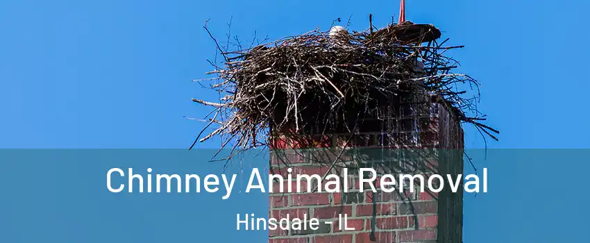  Chimney Animal Removal Hinsdale - IL